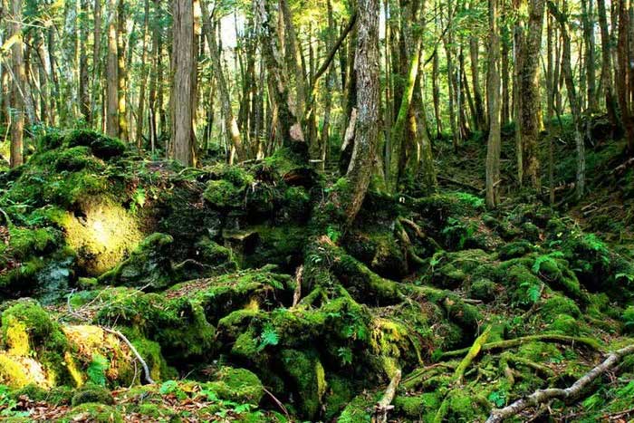 rung-aokigahara-4