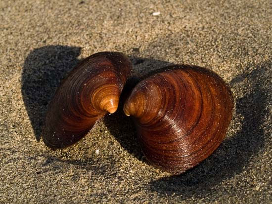 Sò biểnQuahog Sò biểnQuahog