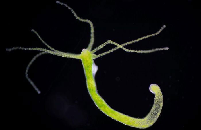 sua-hydra Sứa Hydra