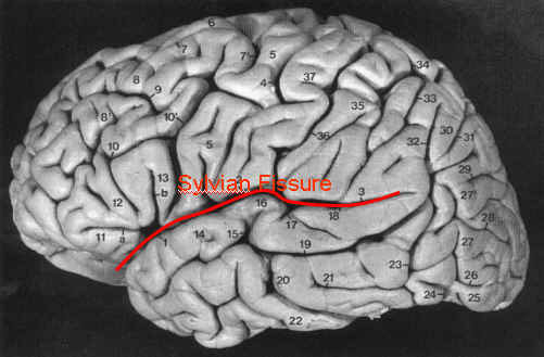 Các nhà khoa học đã làm gì với bộ não của Albert Einstein sau khi ông mất?