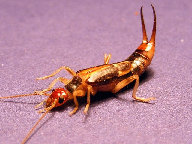 bo-tai Bọ tai