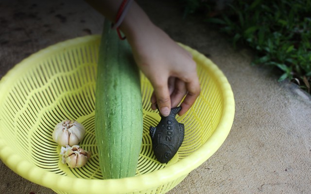 Cá sắt Lucky Fish Tìm hiểu về con cá bằng sắt Lucky Fish giúp ngăn ngừa thiếu máu