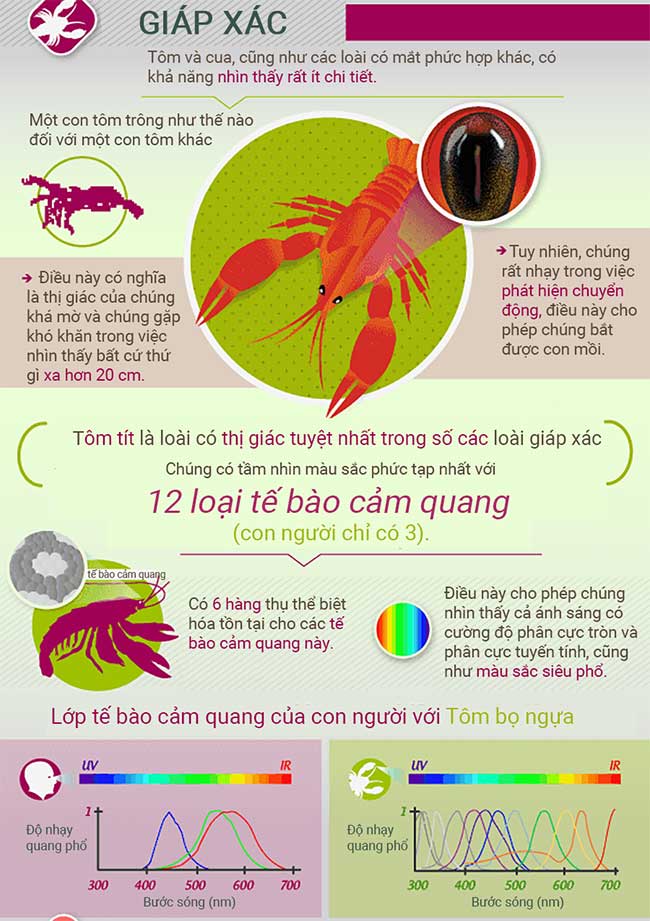 canh-dong-vat-nhin-the-gioi-5-1