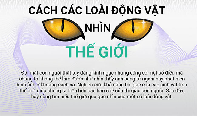 Thế giới xung quanh trong mắt các loài động vật như thế nào?