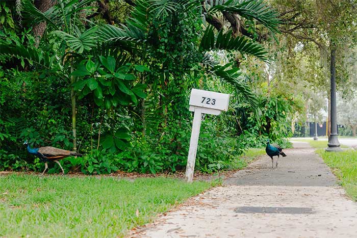 Không khó để bắt gặp những con chim công đi trên đường phố ở Florida