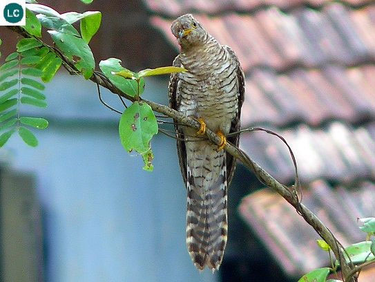 Trên thế giới, chim bắt cô trói cột phân bố ở châu Á, từ Pakistan, Ấn Độ, Sri Lanka đến Indonesia ở phía nam và Trung Quốc.
