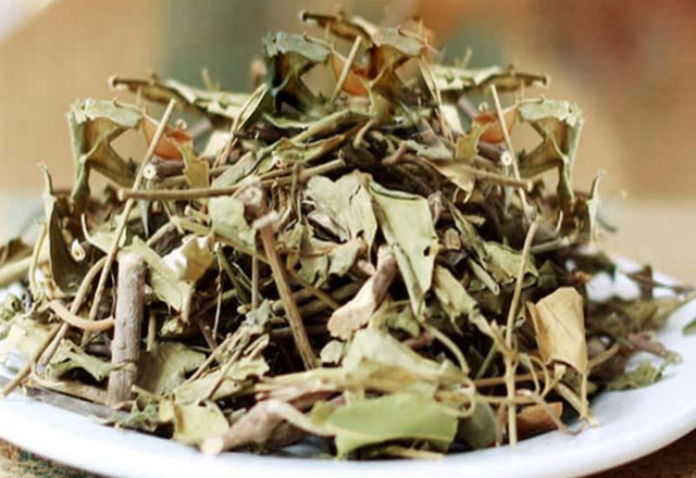 day-thia-canh-1-1 Chiết xuất dây thìa canh làm giảm chất béo trung tính, tăng mức cholesterol "tốt".