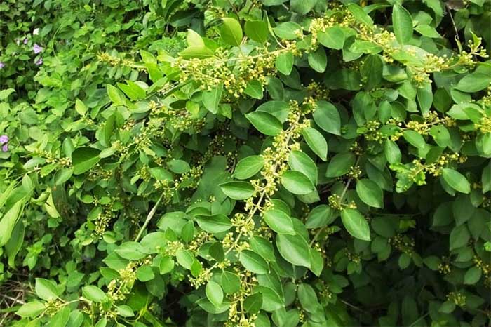 day-thia-canh-3 Tại Việt Nam loại cây này phổ biến ở các tỉnh thành miền Bắc.