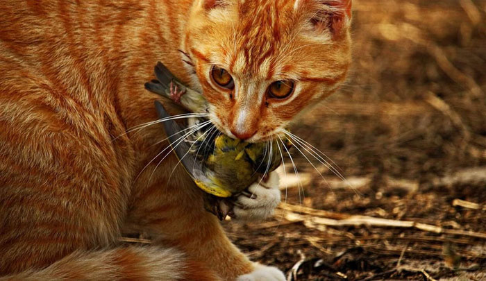 Số lượng của mèo đã bắt đầu tăng lên trên toàn cầu.
