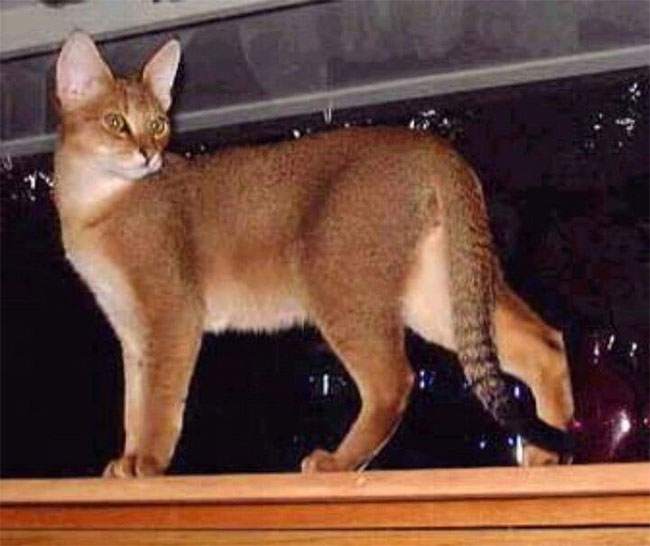 meo-chausie Mèo Chausie