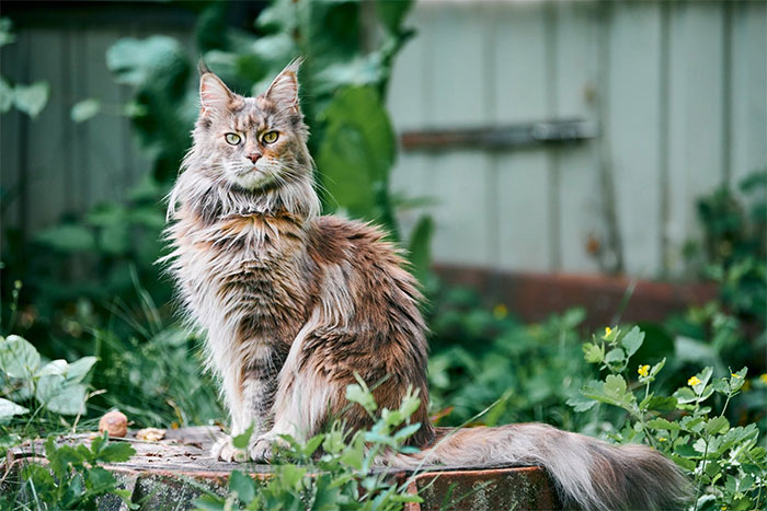 meo-maine-coon Mèo Maine Coon