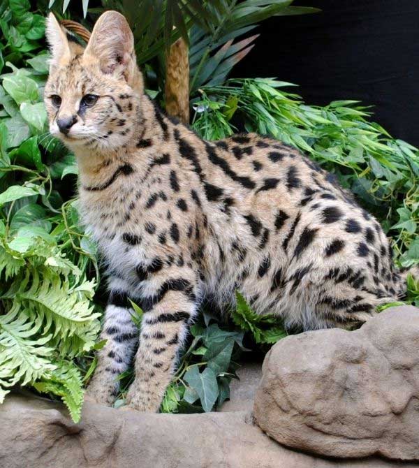 meo-savannah Mèo Savannah