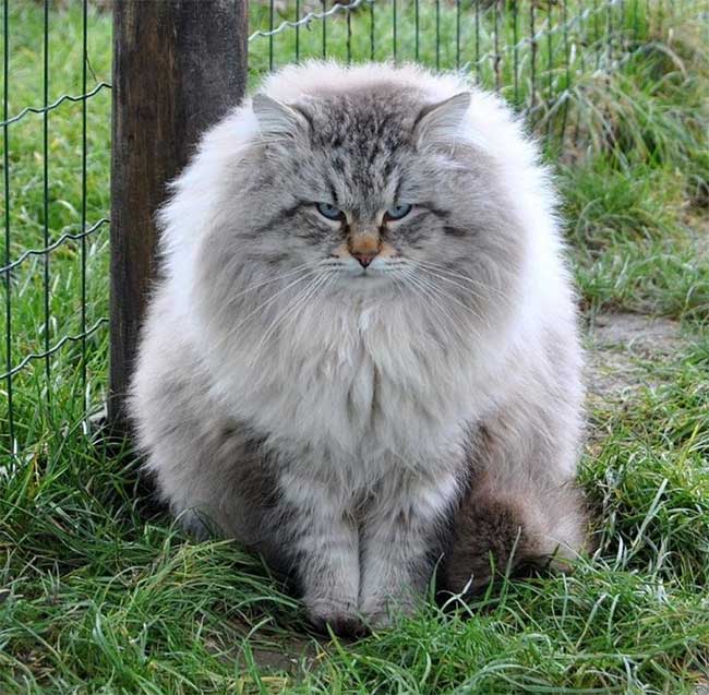 meo-siberian Mèo Siberian