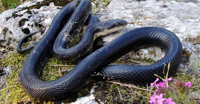 ran-chuot Rat Snake - Rắn chuột