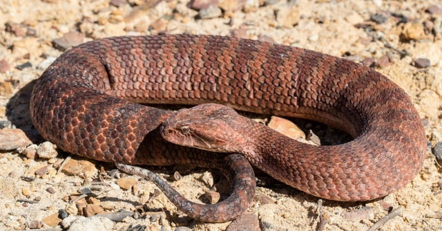 ran-common-death-adder-650-1 Common Death Adder - Loài rắn tấn công nhanh nhất nước Úc