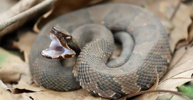 ran-cottonmouth Cottonmouth - Loài rắn sở hữu tốc độ tấn công nhanh nhất ở Mỹ