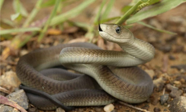 ran-mamba-den Mamba đen - Loài rắn di chuyển nhanh nhất châu Phi