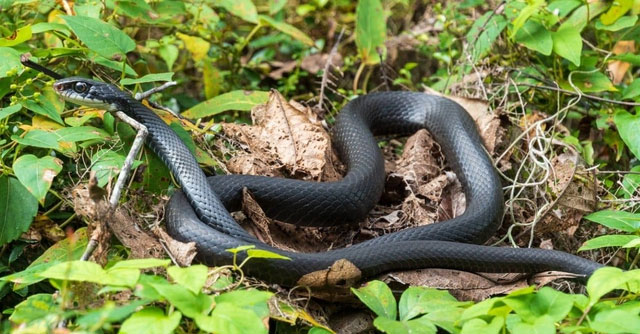 ran-southern-black-racer Southern Black Racer - Loài rắn không độc nhanh nhất thế giới