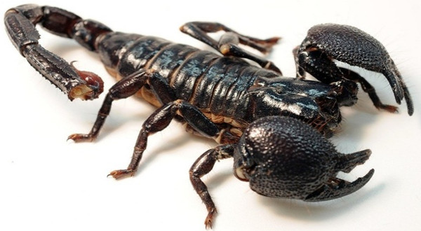 Bọ cạp