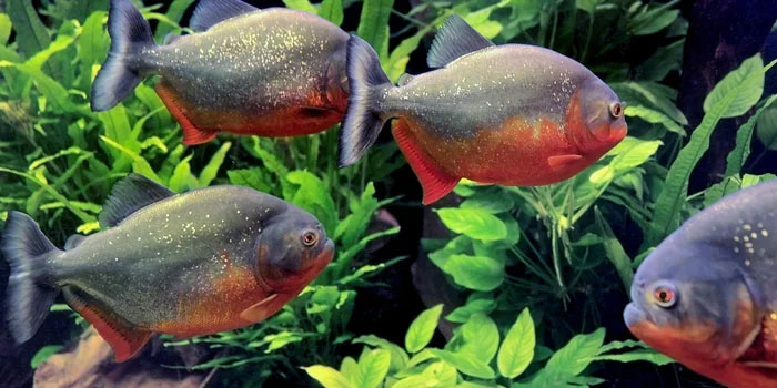 ca-piranha-2 Cá piranha rất nhạy cảm với máu