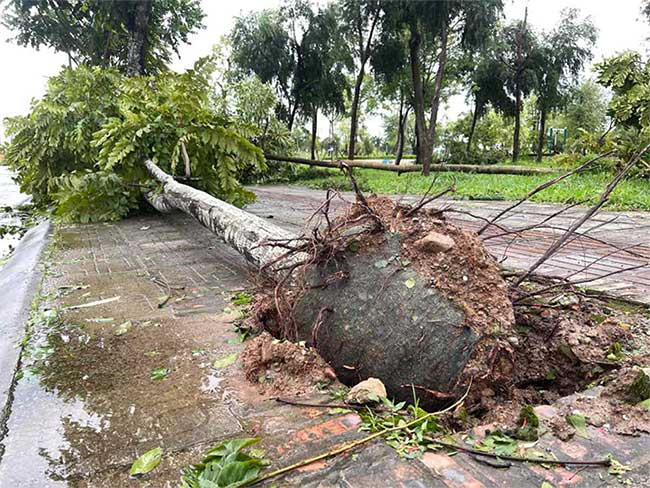 cay-bat-goc-con-nguyen-bau Cây xanh bật gốc còn nguyên bầu.