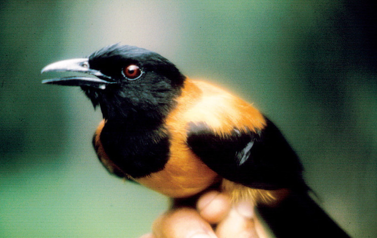 chim-pitohui-1 Chim có độc Pitohui.