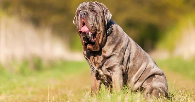 Chó Neapolitan Mastiff