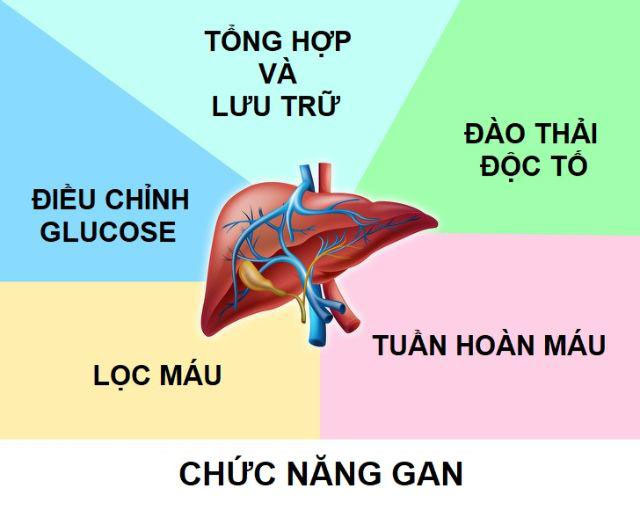 chuc-nang-gan Chức năng gan