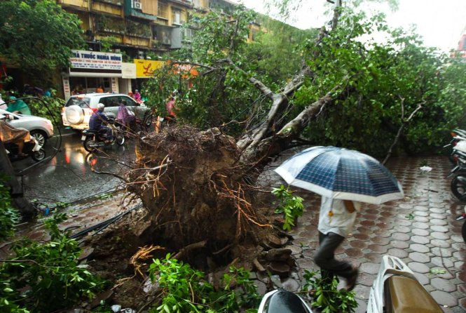 Khi xảy ra giông bão cần tránh xa các cây to