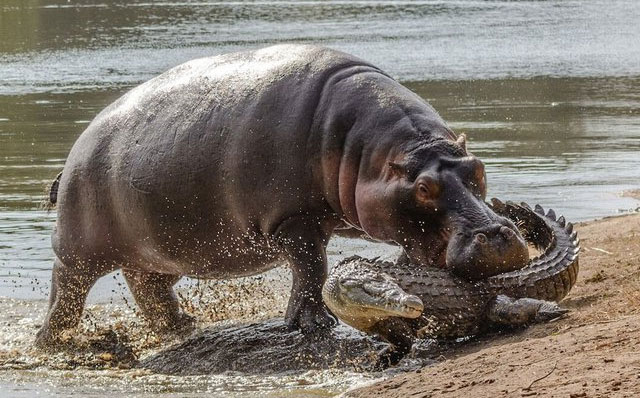 Với lớp da dày, hà mã có thể dễ dàng xoay chuyển tình thế dù bị cá sấu tấn công.