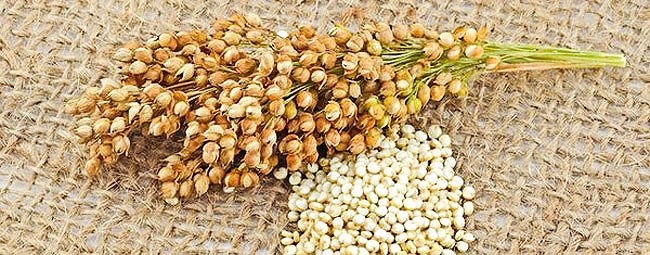 hat-quinoa-1-1 Hạt quinoa không thuộc họ hàng với lúa mạch hay ngũ cốc nên hoàn toàn không có chứa chất gluten