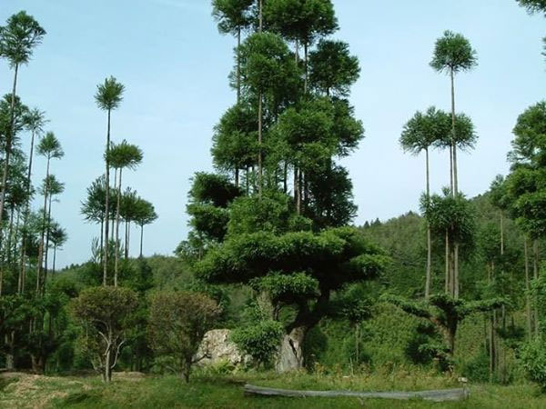 ki-thuat-daisugi-2-1