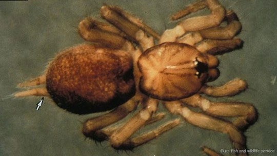 Cây thông Noel là nhà của loài nhện tarantula Ở phía Nam Siberia, cây thông và nhện tarantula là hai thứ luôn xuất hiện cùng nhau như hình với bóng.
