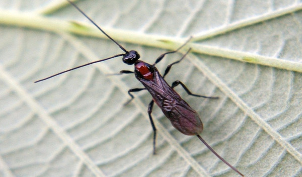 Ong bắp cày ký sinh