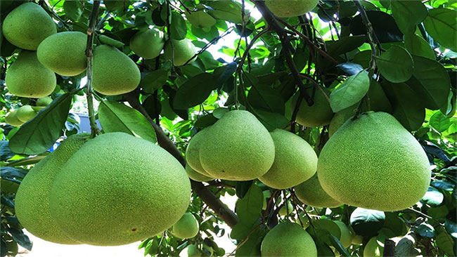 qua-buoi Không nên ăn bưởi khi đói.