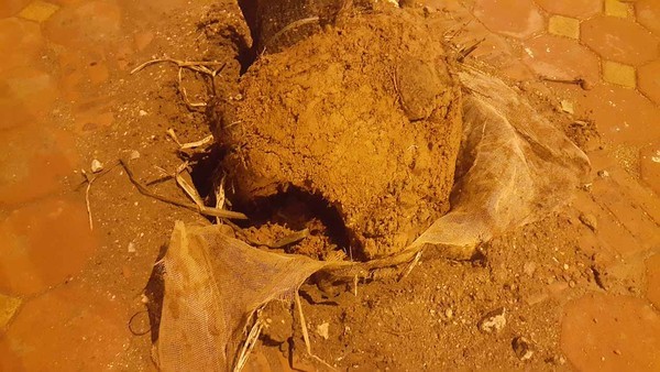 Bộ rễ Khi trồng cây có phải bỏ lớp vỏ bầu bọc đất không?