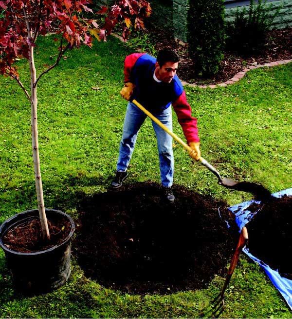 Sản phẩm bầu bọc đất nhựa tự phân hủy Khi trồng cây có phải bỏ lớp vỏ bầu bọc đất không?