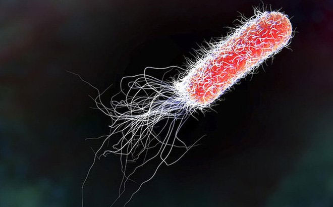 Vi khuẩn E.Coli