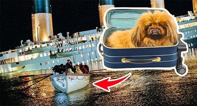vu-dam-tau-titanic-1 Nạn nhân được cứu thoát từ vụ đắm tàu Titanic không chỉ có con người.