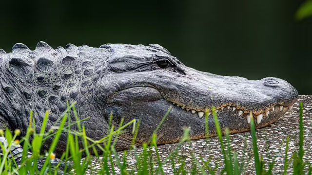 american-alligator Cá sấu Mỹ