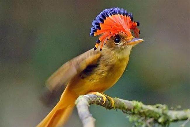 chim-bat-ruoi-hoang-gia-amazonian Chim bắt ruồi Hoàng gia Amazonian
