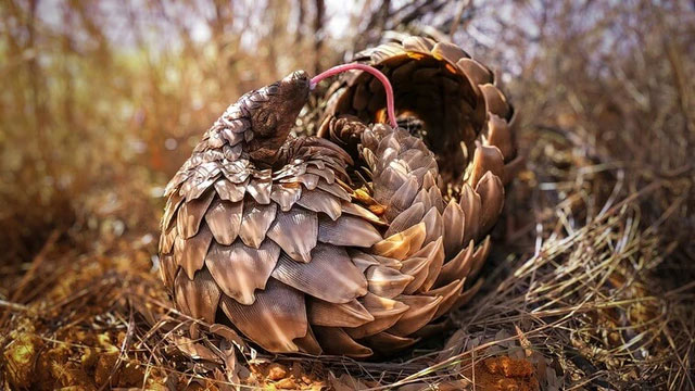 Hình ảnh một con tê tê đang ngáp ở Khu bảo tồn Khamab Kalahari, Nam Phi.