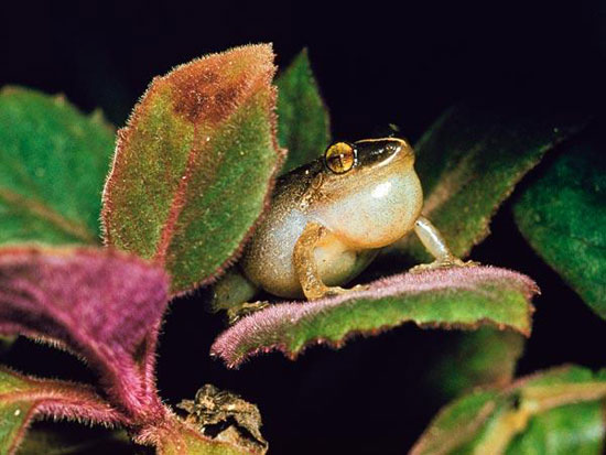 coqui Những động vật ồn ào nhất hành tinh