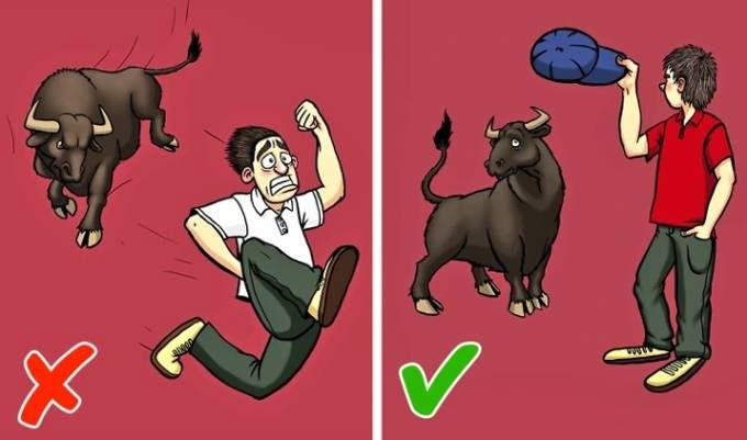 Đụng độ bò đực