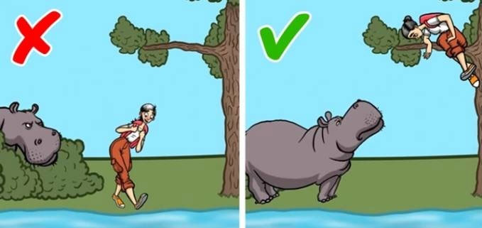 Đụng độ hà mã