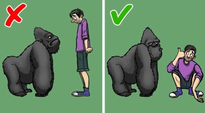 Đụng độ khỉ đột