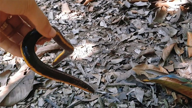 ech-giun-2 Loai ếch giun này di chuyển rất chậm và sống dưới lớp lá cây mục trong vườn.