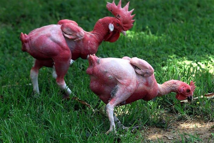Gà không có lông
