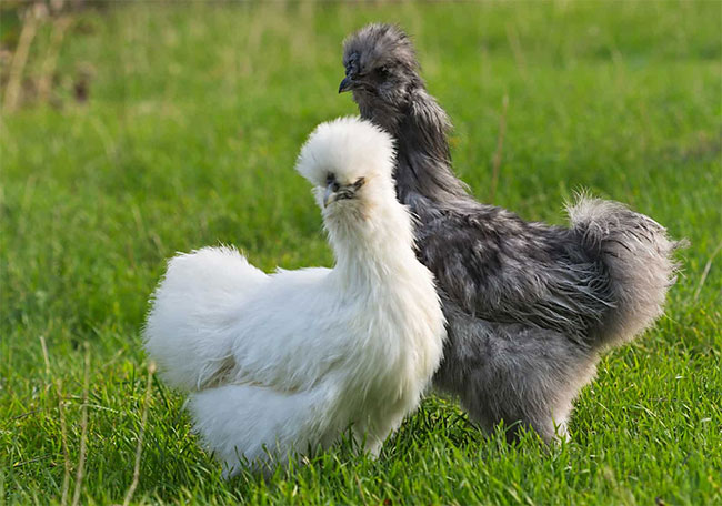 ga-silkie-1 Gà Silkie