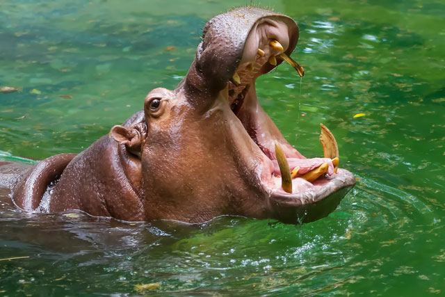 ha-ma Hà mã